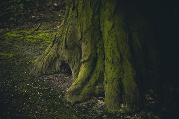 Close-up of mysterious looking hollow in the tree-trunk. Photo with shallow depth of field.