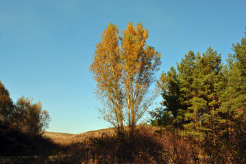 Couple yellow poplar trees in the hills on the edge of a pine forest, sunny autumn sky