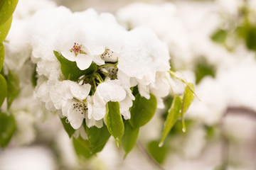 Snow on the blossoming tree in the spring