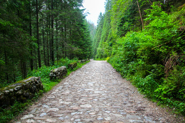 Stone road in the forest