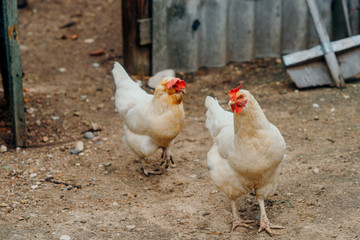 Two light hens come out of the doors of the coop in the bird's yard