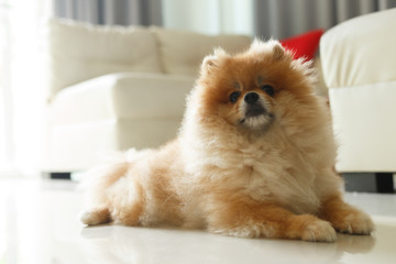 fluffy brown pomeranian cute dog small pet friendly