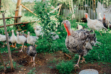 Turkey with a brood of chickens grazing on a green meadow.
