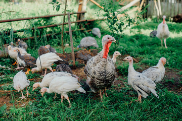 Turkey with a brood of chickens grazing on a green meadow.