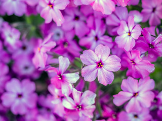 Phlox subulata flowers in blossom