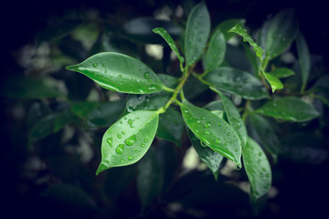 rain drop on green leaf nature