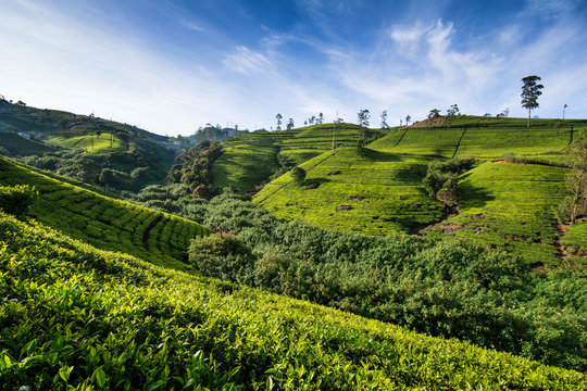 Tea plantation in Sri Lanka in sunny weather. Nuwara Eliya, Central region, Sri Lanka.