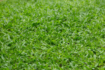 grass texture background