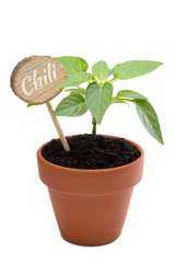 Junges Chilibäumchen mit Holzschild und Schriftzug