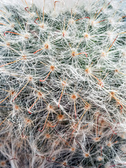 Closeup of cactus plant
