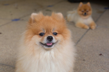 happy pomeranian dog cute pet smile friendly