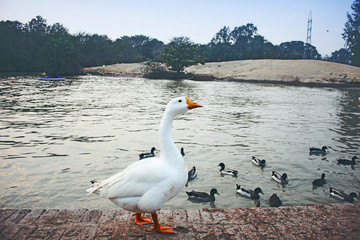 Fototapeta premium Beautiful Pekin ducks pack
