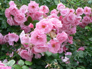  Bush of rose