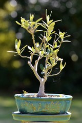 bonsaï olivier
