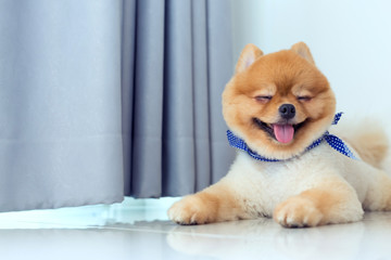 pomeranian puppy dog cute pet