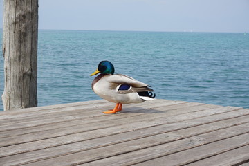 Duck in front of Gardasee
