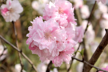 Hana peach - Prunus persica. It is called 