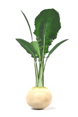 Fototapeta na wymiar realistic 3d render of white radish