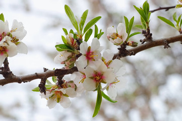 Mandelblüte im Frühling - Almond Blossom in springtime