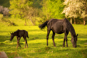 Naklejka na ściany i meble Mother horse with her foal grazing on a spring green pasture against a background of green forest in the setting sun