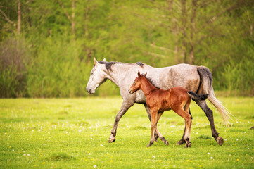 Naklejka na ściany i meble Mother horse with her foal grazing on a spring green pasture against a background of green forest in the setting sun