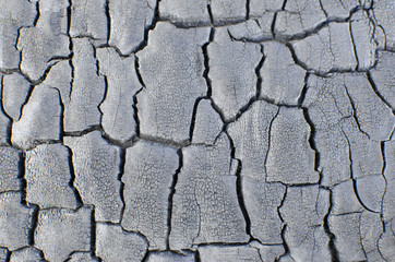 Burnt wood texture. Charred board.
