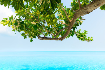 Swimming Pool and the tree with seascape background