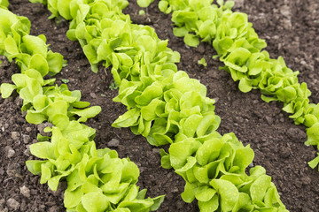 Fresh and healthy green salad in the garden.