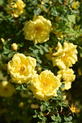 Roses jaunes au printemps au jardin