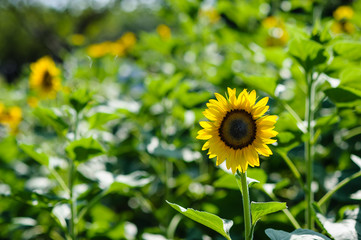 sunflower in sun shine