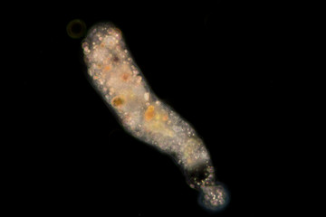 Amoebae move and feed by using pseudopods, which are bulges of cytoplasm formed by the coordinated...