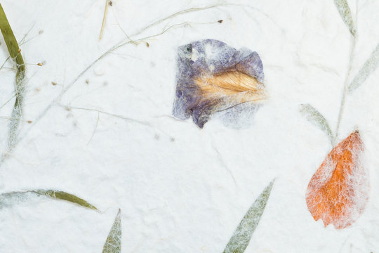 Mulberry paper with dry flower and leaf texture background