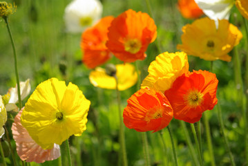 Pavots jaune et orange au jardin au printemps