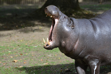 Pygmy Hippo With His Head Up and His Mouth Open
