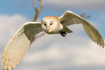 Mid Air Meditation - Barn Owl in Flight