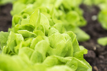Fresh and healthy green salad in the garden.
