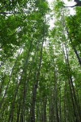 look up on top tree