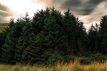 Coniferous trees with dramatic sky