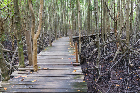 Fototapeta wood bridge in Mangrove forest
