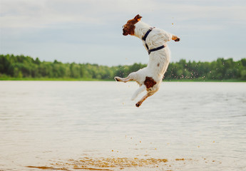 Summer fun at beach with dog jumping high in water