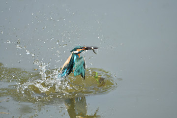カワセミの捕食