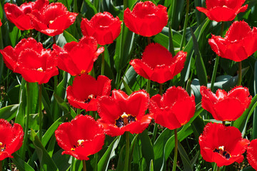 Obraz premium The red tulip field