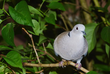 Türkentaube (Streptopelia decaocto) 