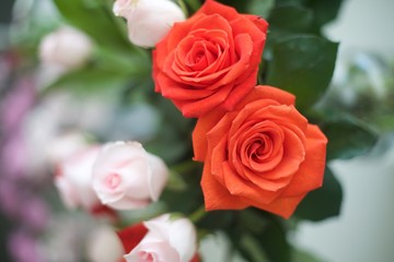 Flowers roses