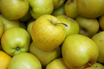 Yellow apples bunched for market closeup view from above