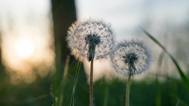 Fluffy dandelion in the morning sun. Morning sun rises above the horizon and illuminates the fluffy head of a dandelion. Natural background. Timelapse.
