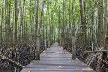 the path way to Mangrove forest