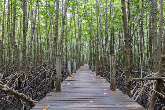 Fototapeta the path way to Mangrove forest