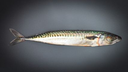 Mackerel fish on gray gradients background