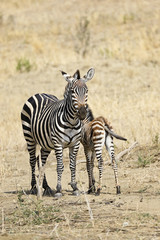 Fototapeta na wymiar This mother zebra is protecting her baby zebra in Tanzania, Africa.